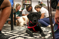 Therapy Dogs at TU